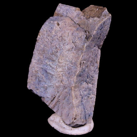 1.5" Tyrannosaurus Rex Fossil Bone Section Dinosaur Lance Creek FM Wyoming COA