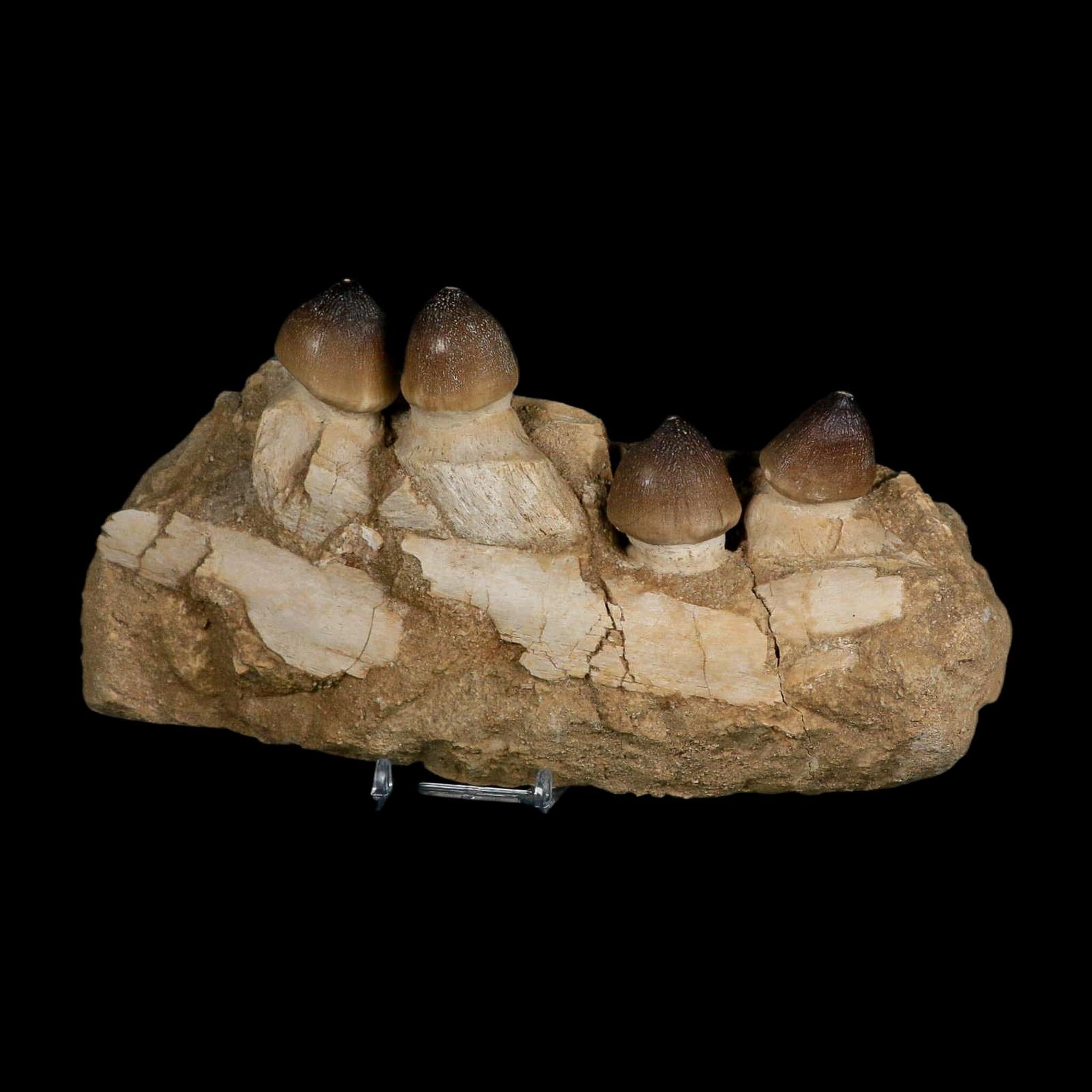 9" Globidens Mosasaur Fossil Tooth Jaw Section Cretaceous Dinosaur Era COA Stand - Fossil Age Minerals