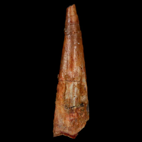 1.3" Pterosaur Coloborhynchus Fossil Tooth Upper Cretaceous Morocco COA, Display - Fossil Age Minerals