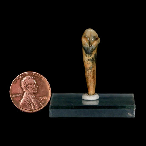 1.2" Extinct Cave Bear Ursus Spelaeus Incisor Tooth Rooted Pleistocene Age COA, Stand