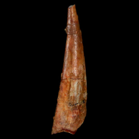 1.3" Pterosaur Coloborhynchus Fossil Tooth Upper Cretaceous Morocco COA, Display - Fossil Age Minerals