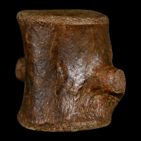 1.2" Champsosaurus Gigas Reptile Fossil Vertebrae Cretaceous Hell Creek FM MT COA - Fossil Age Minerals