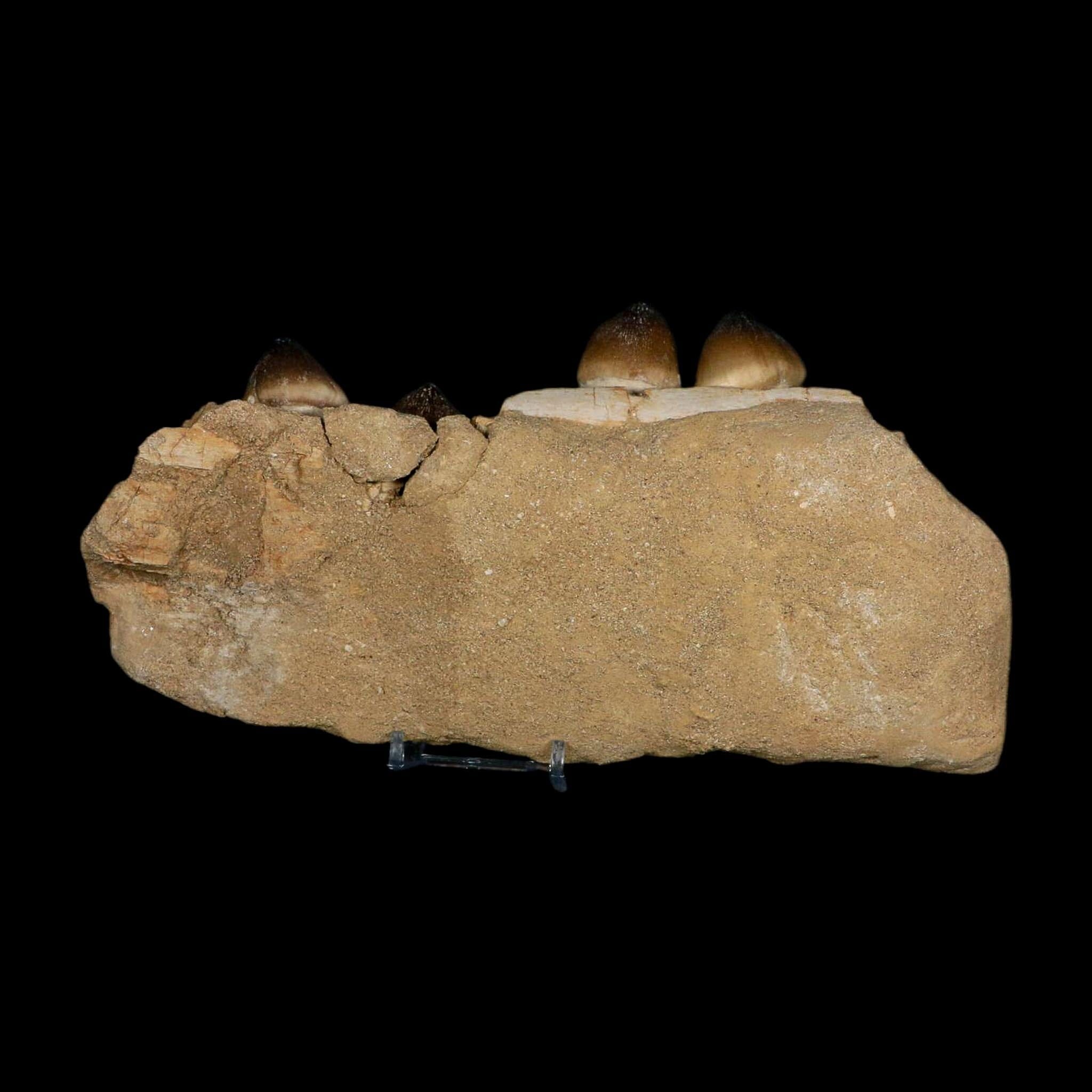 9" Globidens Mosasaur Fossil Tooth Jaw Section Cretaceous Dinosaur Era COA Stand - Fossil Age Minerals