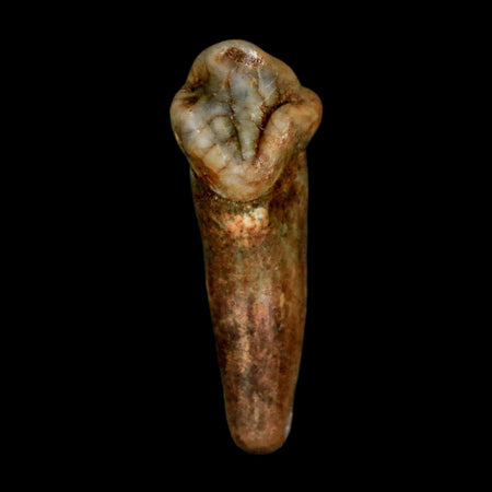 1.2" Extinct Cave Bear Ursus Spelaeus Incisor Tooth Rooted Pleistocene Age COA, Stand