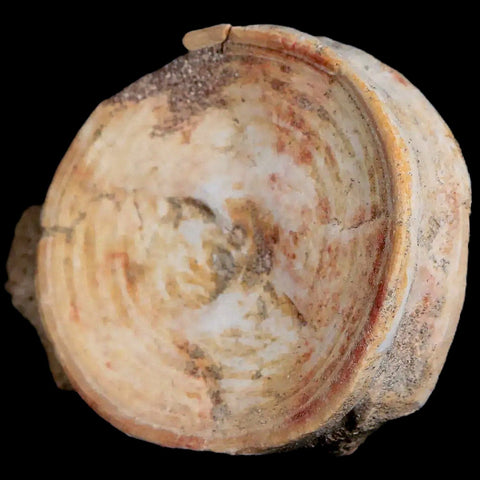57MM Otodus Obliquus Shark Vertebrae Fossil Bone In Matrix Morocco COA - Fossil Age Minerals