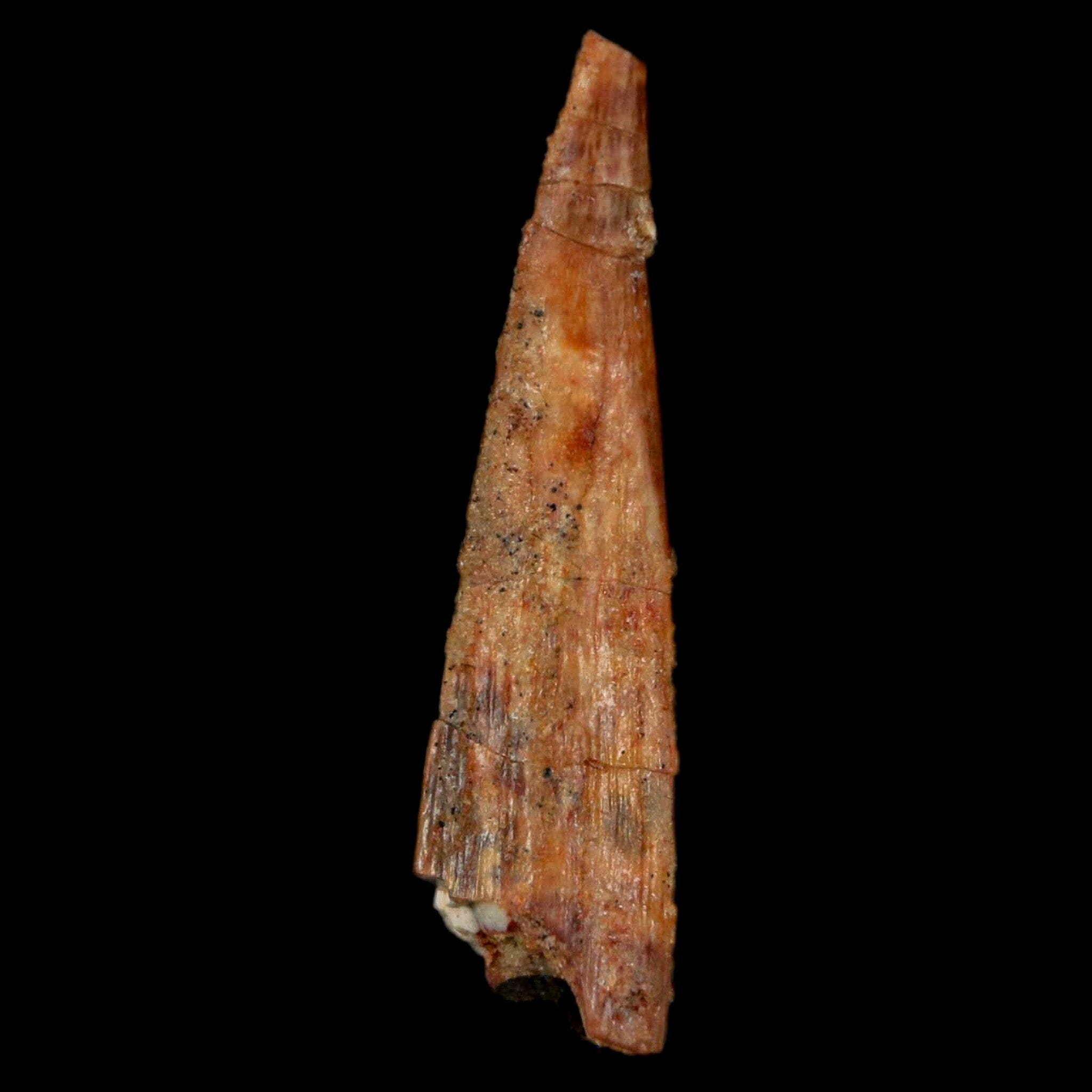 1.3" Pterosaur Coloborhynchus Fossil Tooth Upper Cretaceous Morocco COA, Display - Fossil Age Minerals