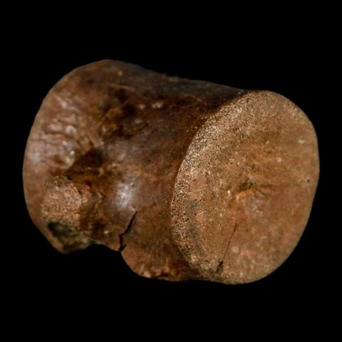 1.2" Champsosaurus Gigas Reptile Fossil Vertebrae Cretaceous Hell Creek FM MT COA - Fossil Age Minerals