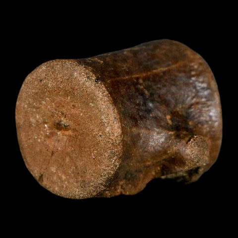 1.2" Champsosaurus Gigas Reptile Fossil Vertebrae Cretaceous Hell Creek FM MT COA - Fossil Age Minerals