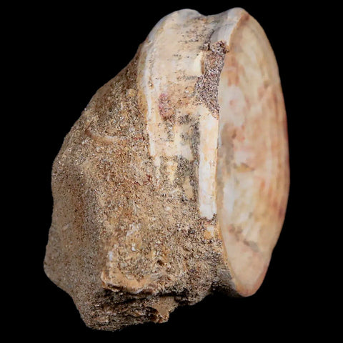 57MM Otodus Obliquus Shark Vertebrae Fossil Bone In Matrix Morocco COA - Fossil Age Minerals