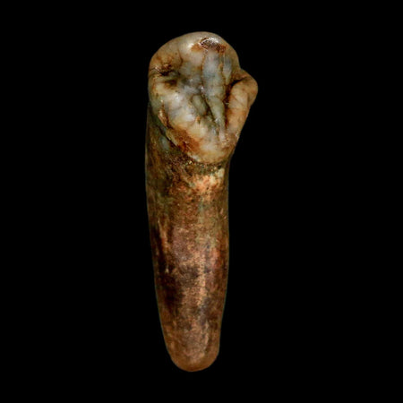 1.2" Extinct Cave Bear Ursus Spelaeus Incisor Tooth Rooted Pleistocene Age COA, Stand