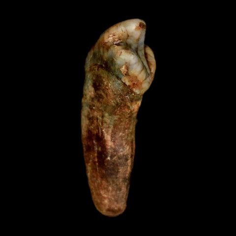 1.2" Extinct Cave Bear Ursus Spelaeus Incisor Tooth Rooted Pleistocene Age COA, Stand