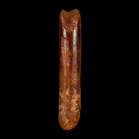1.6" Rebbachisaurus Sauropod Fossil Tooth Early Cretaceous Dinosaur COA, Display