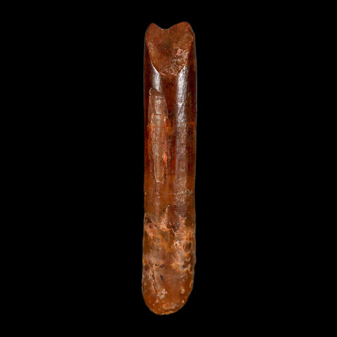 1.6" Rebbachisaurus Sauropod Fossil Tooth Early Cretaceous Dinosaur COA, Display - Fossil Age Minerals