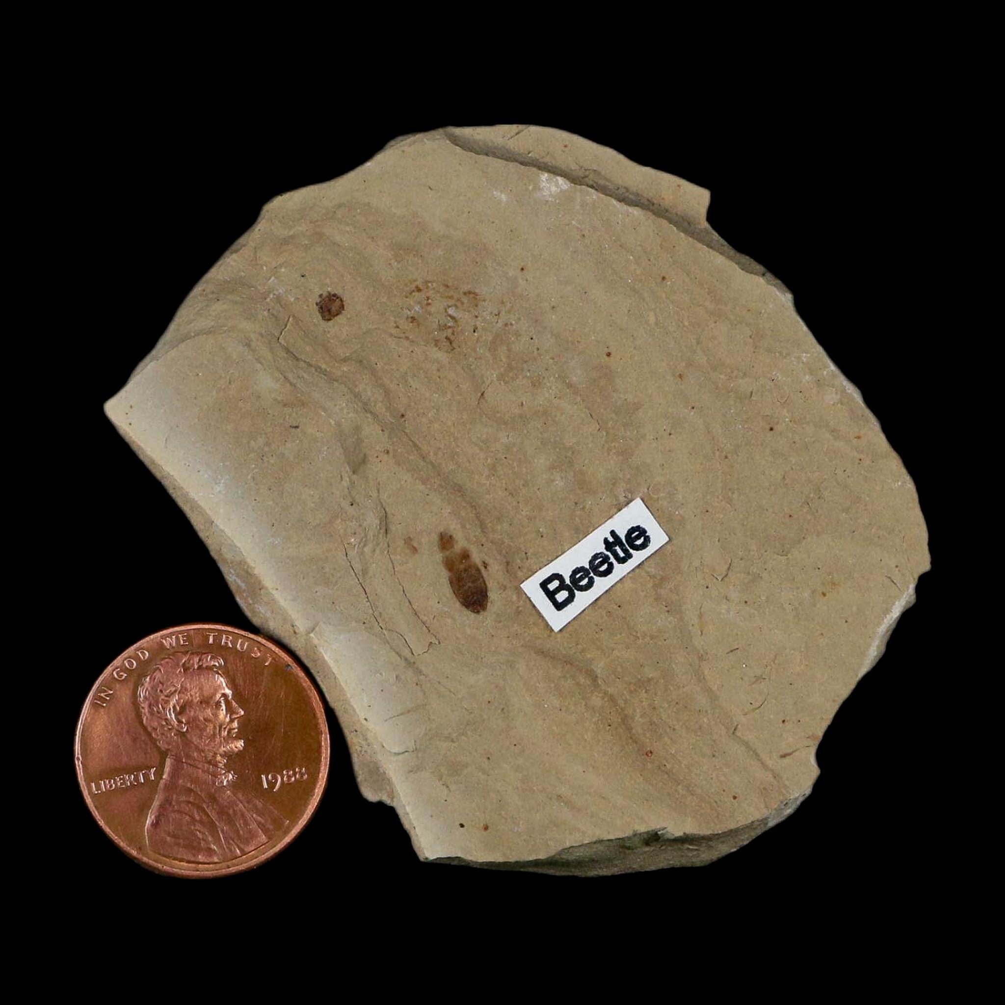 2.3" Fossil Beetle Insect Green River Formation Uintah County Utah Eocene Age - Fossil Age Minerals