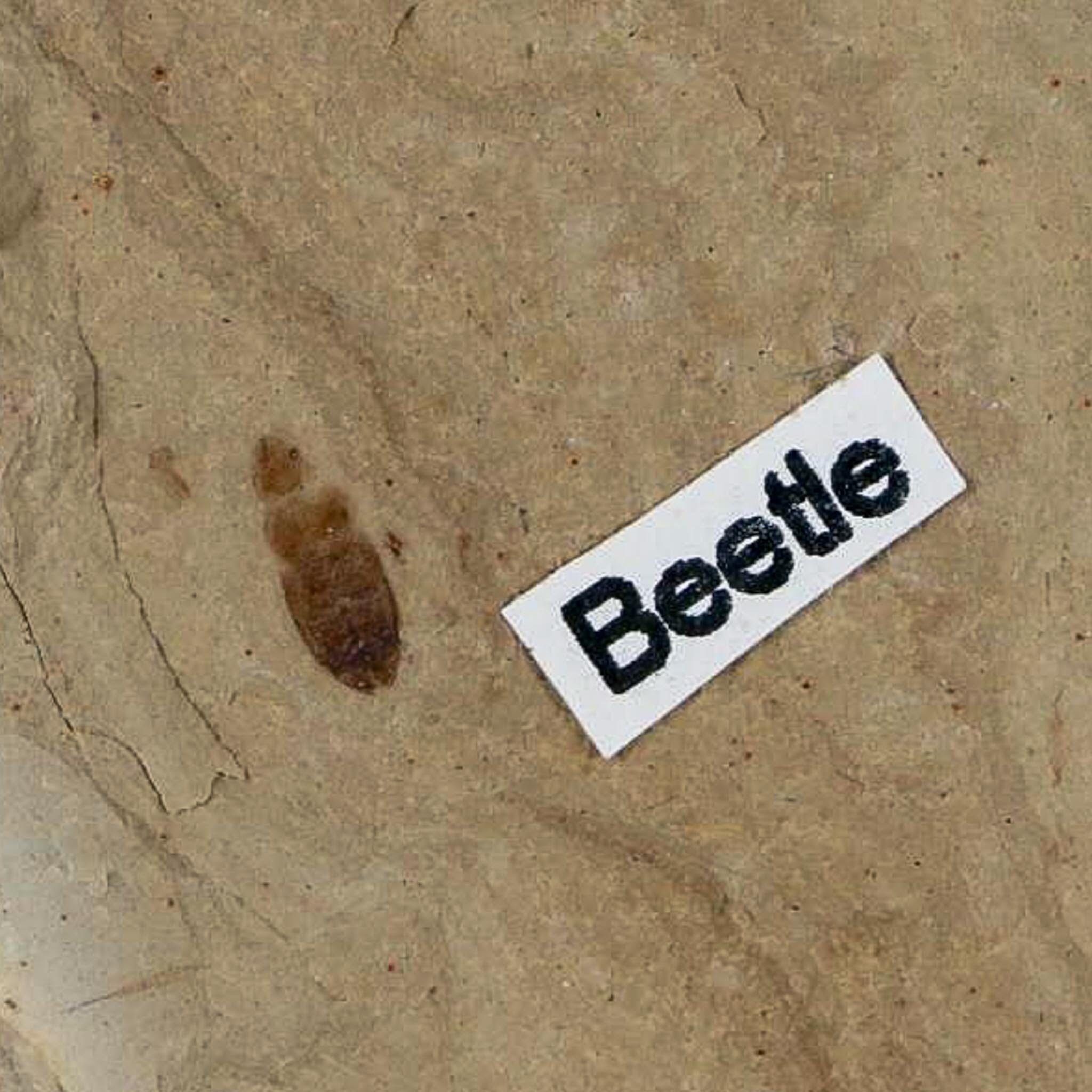 2.3" Fossil Beetle Insect Green River Formation Uintah County Utah Eocene Age - Fossil Age Minerals