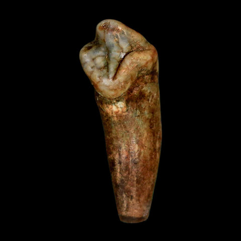 1.2" Extinct Cave Bear Ursus Spelaeus Incisor Tooth Rooted Pleistocene Age COA, Stand