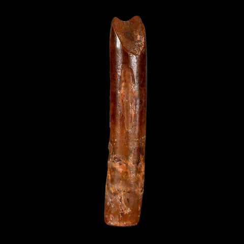 1.6" Rebbachisaurus Sauropod Fossil Tooth Early Cretaceous Dinosaur COA, Display - Fossil Age Minerals