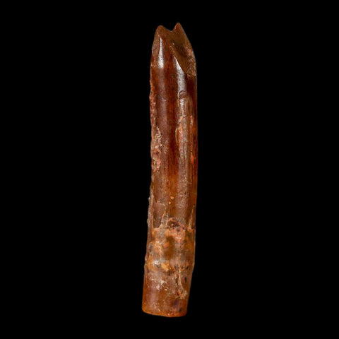 1.6" Rebbachisaurus Sauropod Fossil Tooth Early Cretaceous Dinosaur COA, Display - Fossil Age Minerals