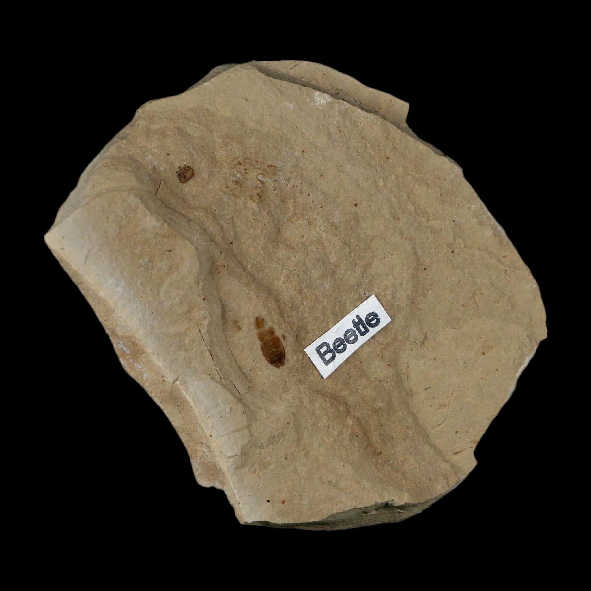 2.3" Fossil Beetle Insect Green River Formation Uintah County Utah Eocene Age - Fossil Age Minerals