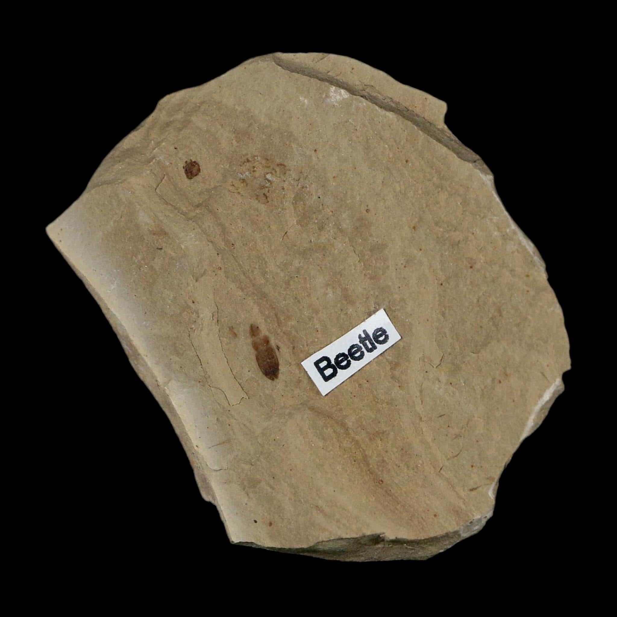 2.3" Fossil Beetle Insect Green River Formation Uintah County Utah Eocene Age - Fossil Age Minerals