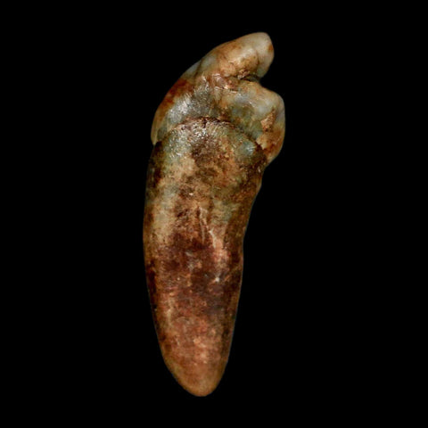 1.2" Extinct Cave Bear Ursus Spelaeus Incisor Tooth Rooted Pleistocene Age COA, Stand