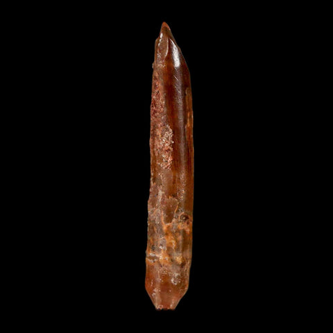 1.6" Rebbachisaurus Sauropod Fossil Tooth Early Cretaceous Dinosaur COA, Display - Fossil Age Minerals