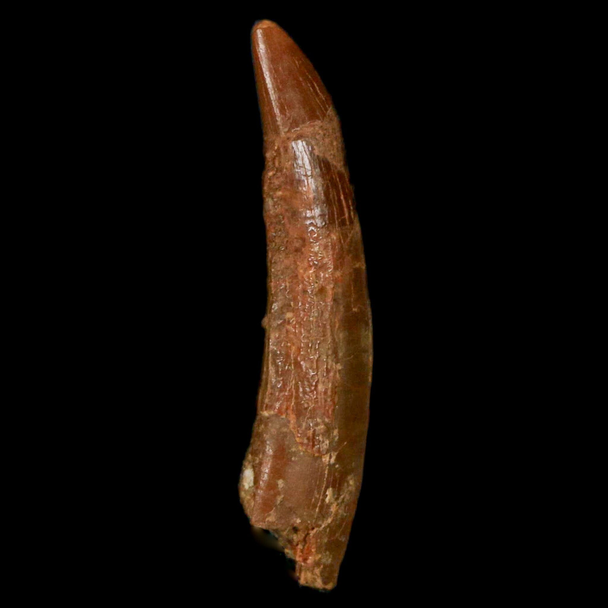 1.2" Pterosaur Coloborhynchus Fossil Tooth Upper Cretaceous Morocco COA, Display - Fossil Age Minerals