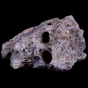 1.8" Tyrannosaurus Rex Fossil Bone Section Dinosaur Lance Creek FM Wyoming COA