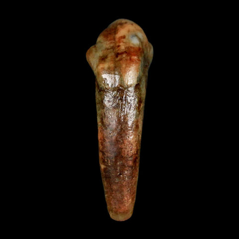 1.2" Extinct Cave Bear Ursus Spelaeus Incisor Tooth Rooted Pleistocene Age COA, Stand