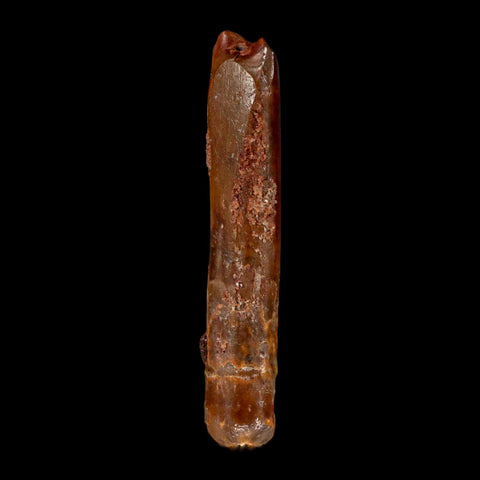 1.6" Rebbachisaurus Sauropod Fossil Tooth Early Cretaceous Dinosaur COA, Display - Fossil Age Minerals
