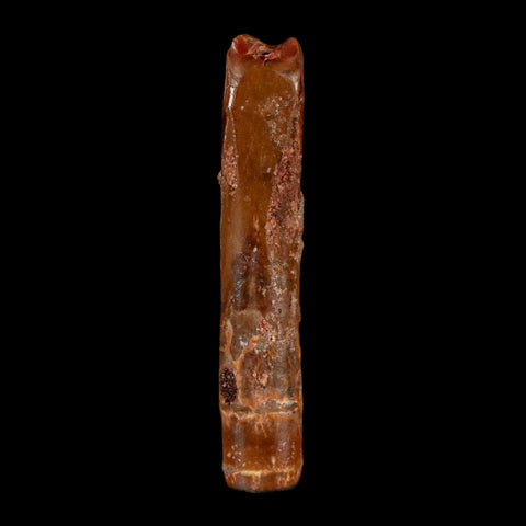 1.6" Rebbachisaurus Sauropod Fossil Tooth Early Cretaceous Dinosaur COA, Display - Fossil Age Minerals