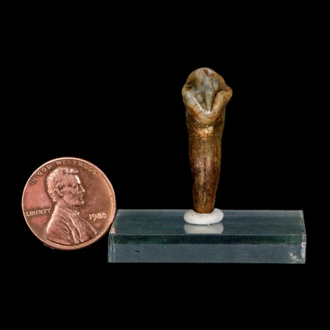 1.2" Extinct Cave Bear Ursus Spelaeus Incisor Tooth Rooted Pleistocene Age COA, Stand