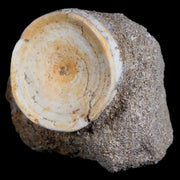 41MM Otodus Obliquus Shark Vertebrae Fossil Bone In Matrix Morocco COA