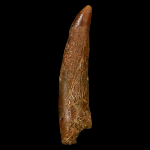 1.2" Pterosaur Coloborhynchus Fossil Tooth Upper Cretaceous Morocco COA, Display - Fossil Age Minerals