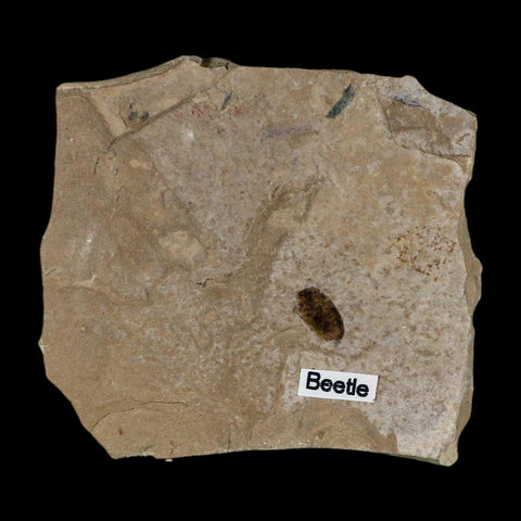 2.4" Fossil Beetle Insect Green River Formation Uintah County Utah Eocene Age - Fossil Age Minerals