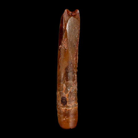 1.6" Rebbachisaurus Sauropod Fossil Tooth Early Cretaceous Dinosaur COA, Display - Fossil Age Minerals