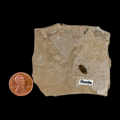 2.4" Fossil Beetle Insect Green River Formation Uintah County Utah Eocene Age - Fossil Age Minerals