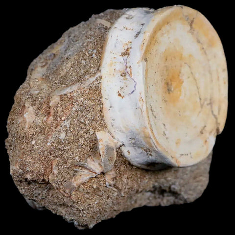 41MM Otodus Obliquus Shark Vertebrae Fossil Bone In Matrix Morocco COA - Fossil Age Minerals