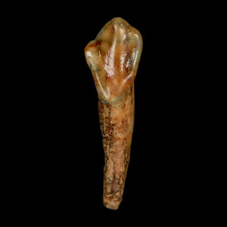 1.3" Extinct Cave Bear Ursus Spelaeus Incisor Tooth Rooted Pleistocene Age COA, Stand