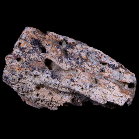 1.8" Tyrannosaurus Rex Fossil Bone Section Dinosaur Lance Creek FM Wyoming COA