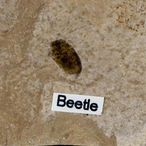 2.4" Fossil Beetle Insect Green River Formation Uintah County Utah Eocene Age - Fossil Age Minerals