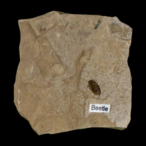 2.4" Fossil Beetle Insect Green River Formation Uintah County Utah Eocene Age - Fossil Age Minerals