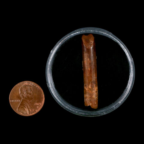 1.6" Rebbachisaurus Sauropod Fossil Tooth Early Cretaceous Dinosaur COA, Display - Fossil Age Minerals