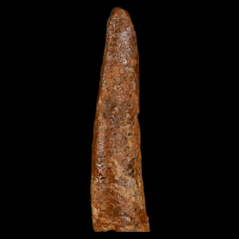 1" Pterosaur Coloborhynchus Fossil Tooth Upper Cretaceous Morocco COA, Display - Fossil Age Minerals