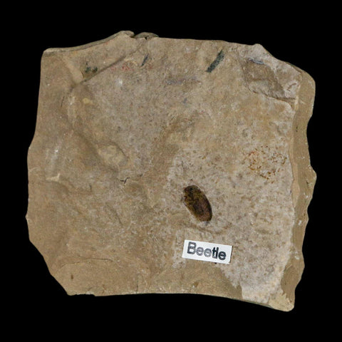 2.4" Fossil Beetle Insect Green River Formation Uintah County Utah Eocene Age - Fossil Age Minerals