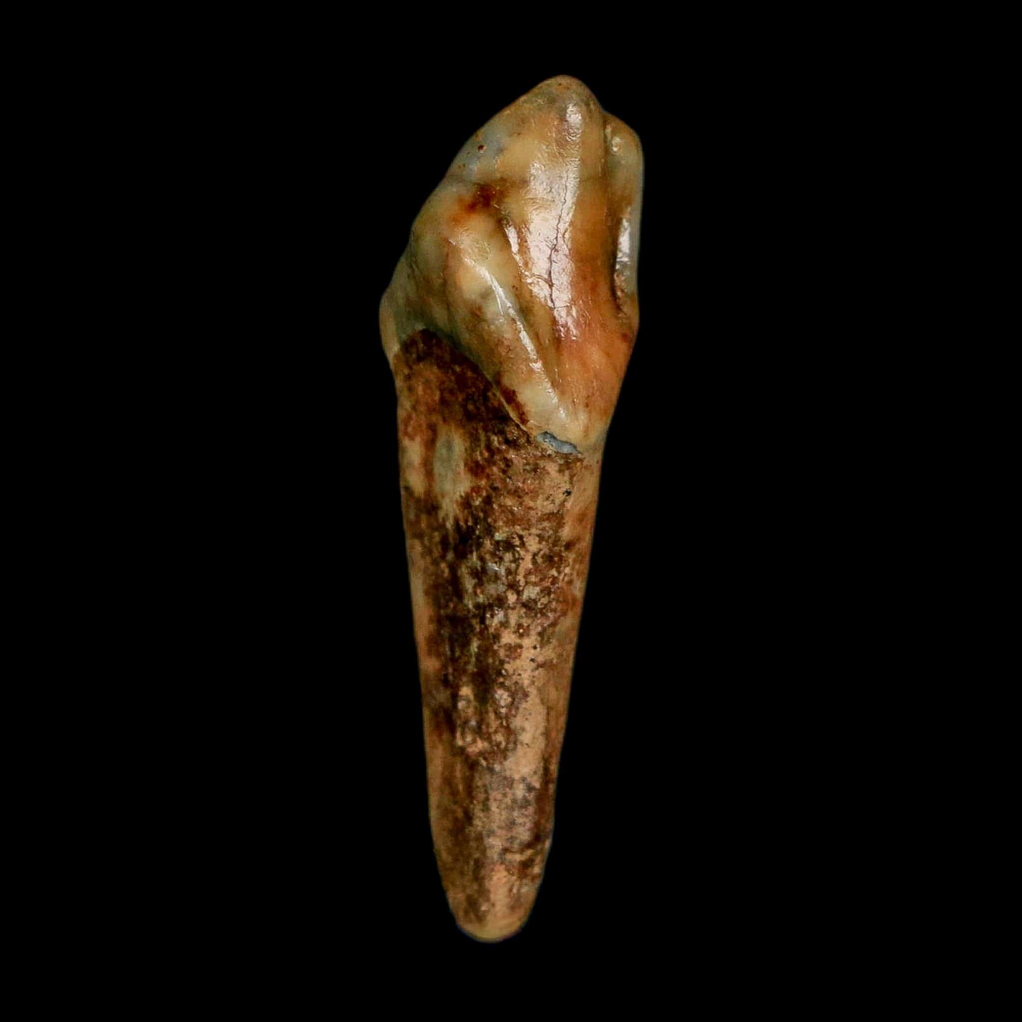 1.3" Extinct Cave Bear Ursus Spelaeus Incisor Tooth Rooted Pleistocene Age COA, Stand - Fossil Age Minerals