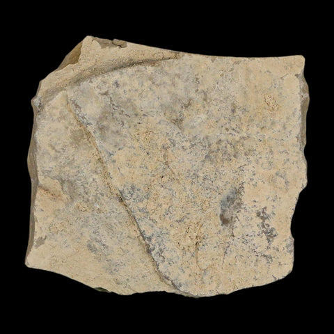 2.4" Fossil Beetle Insect Green River Formation Uintah County Utah Eocene Age - Fossil Age Minerals