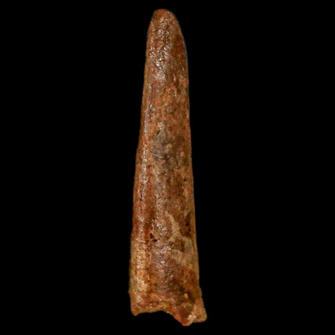 1" Pterosaur Coloborhynchus Fossil Tooth Upper Cretaceous Morocco COA, Display - Fossil Age Minerals