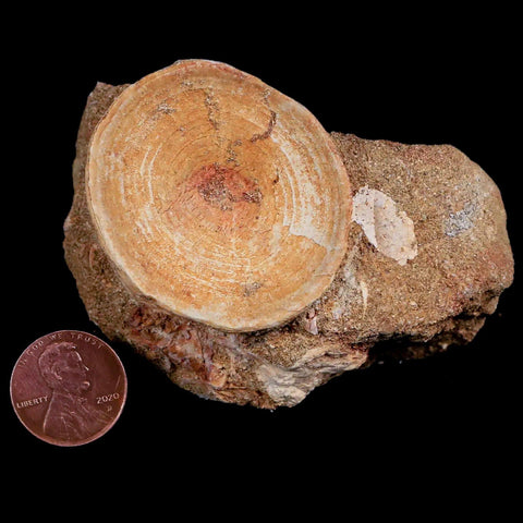 44MM Otodus Obliquus Shark Vertebrae Fossil Bone In Matrix Morocco COA - Fossil Age Minerals