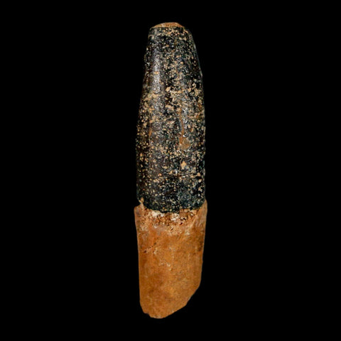 1.5" Rebbachisaurus Sauropod Fossil Tooth Early Cretaceous Dinosaur COA, Display - Fossil Age Minerals